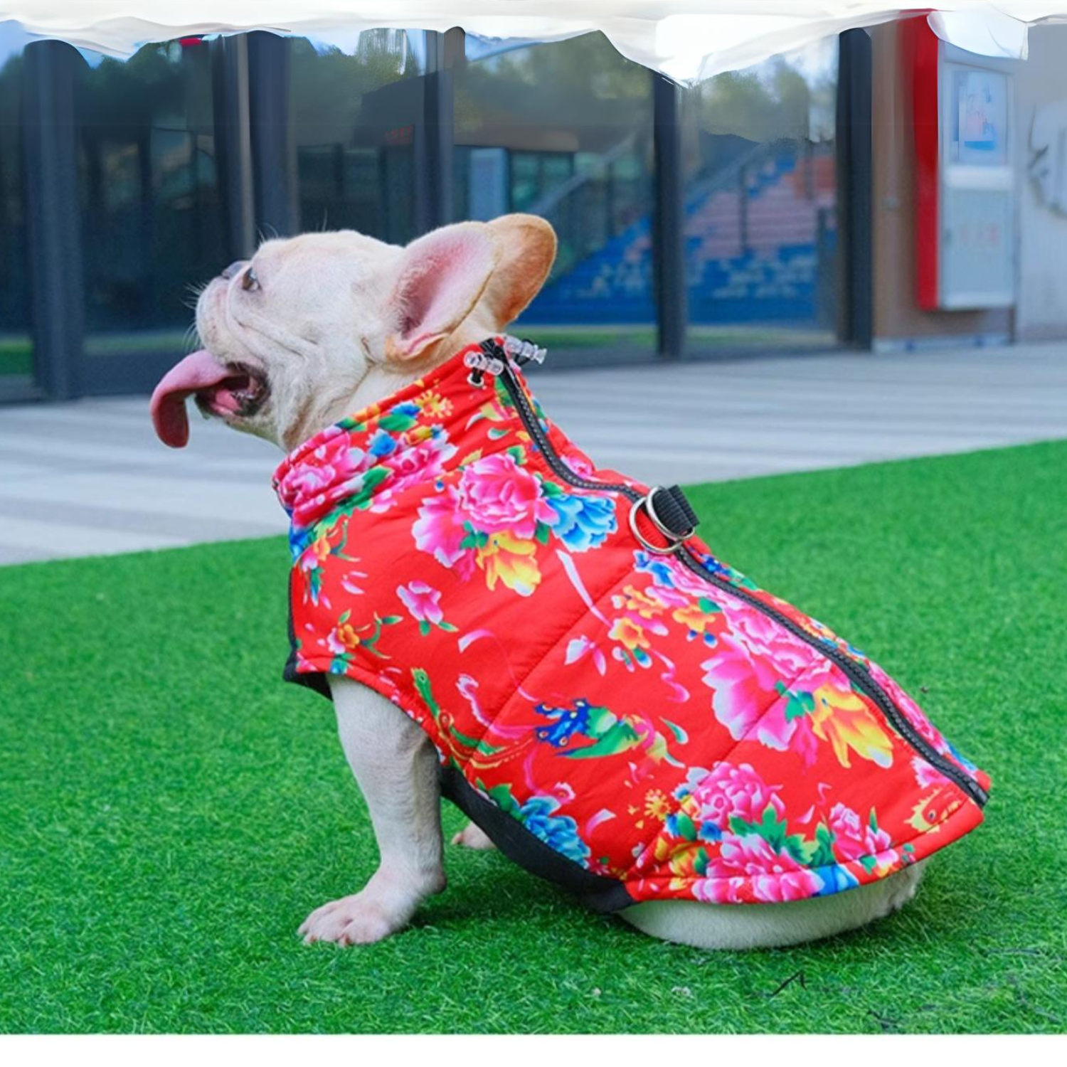 - Comfortable Premium Frenchie Jacket Outdoor Use | Non-slip Design