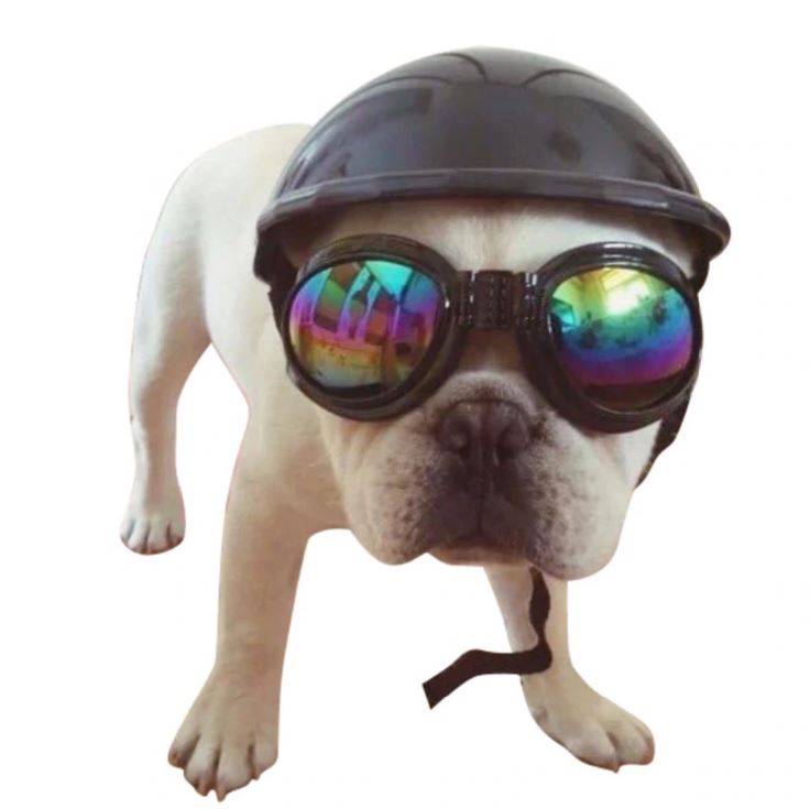 Waterproof - Breed-specific Goggles For Frenchies (ws04) Winter Wear