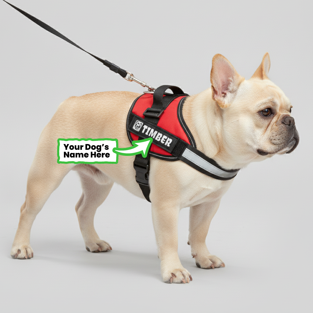 Henry - Personalized French Bulldog Harness