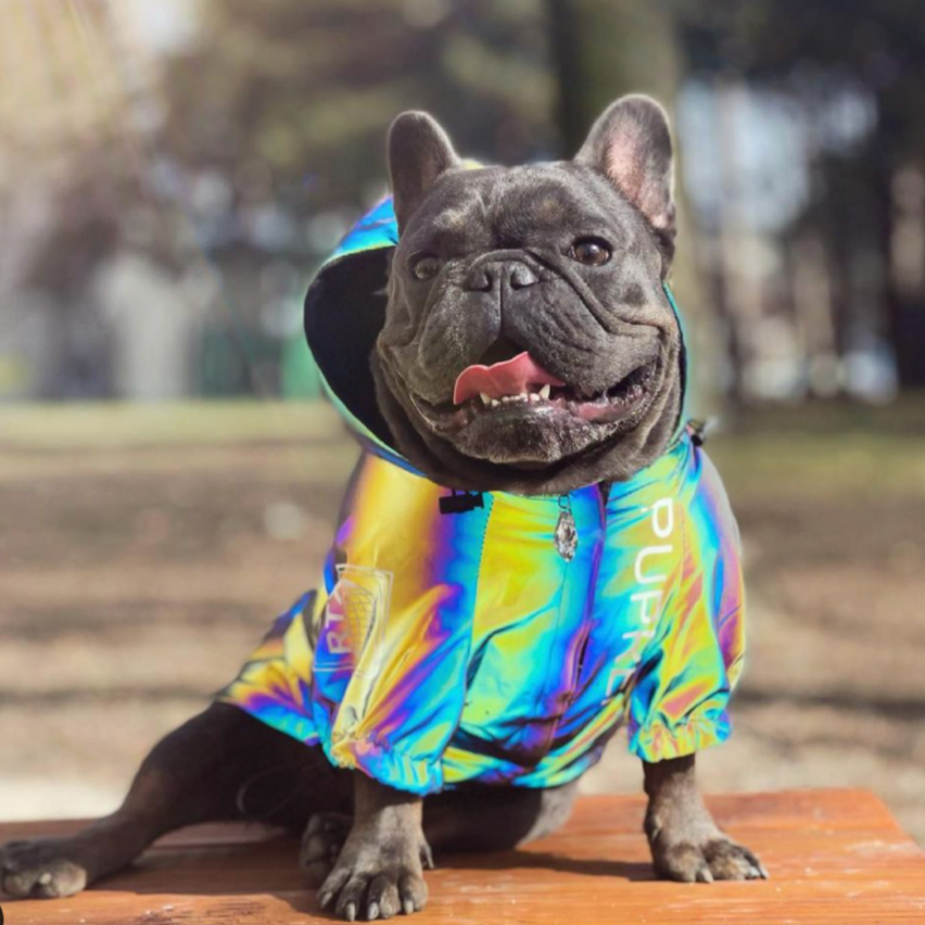 Reflective - Non-slip French Bulldog Jacket (ws39) For Frenchie Pups