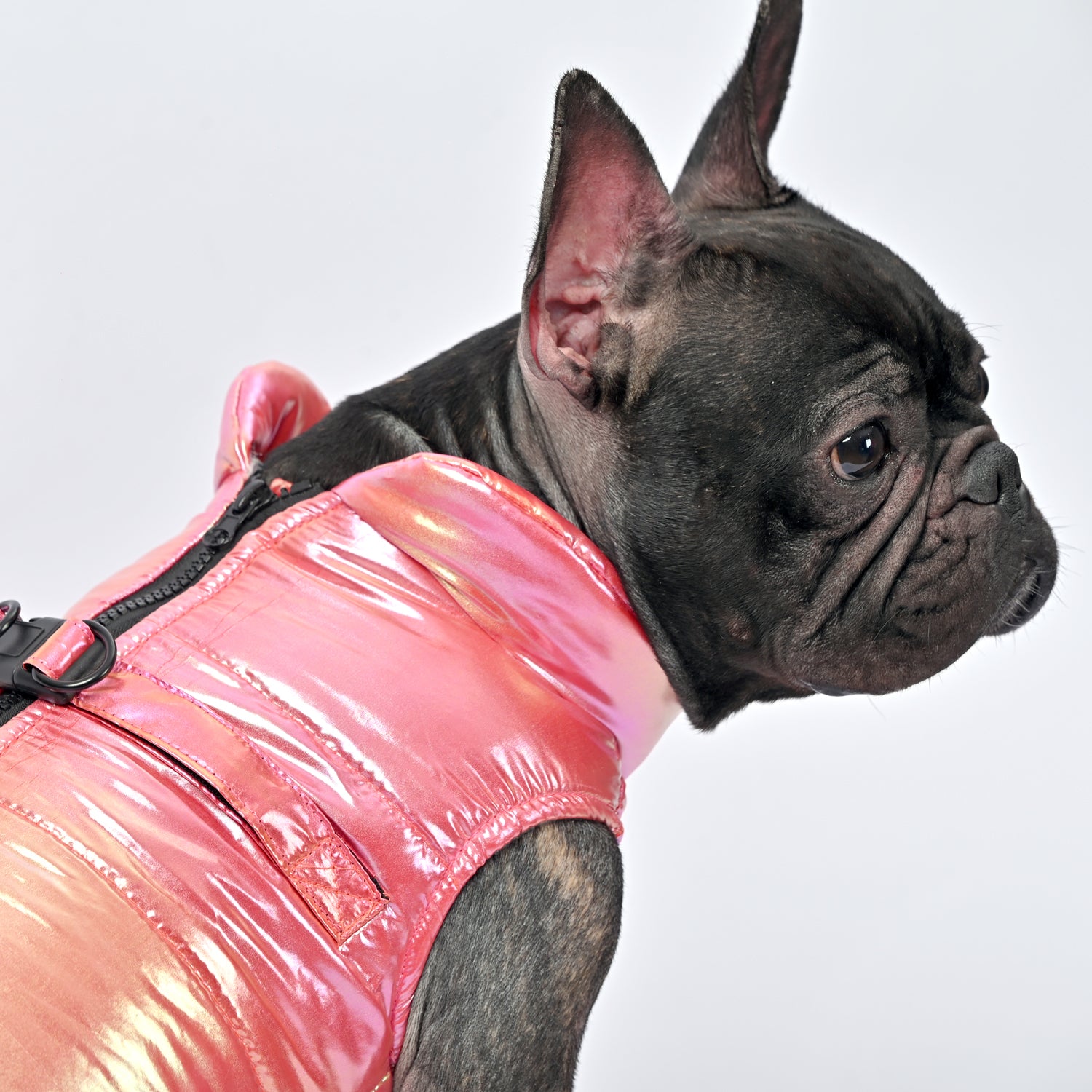 Everyday Snow Shield Frenchie Reflective Winter Warm Jacket V2 for Ca...