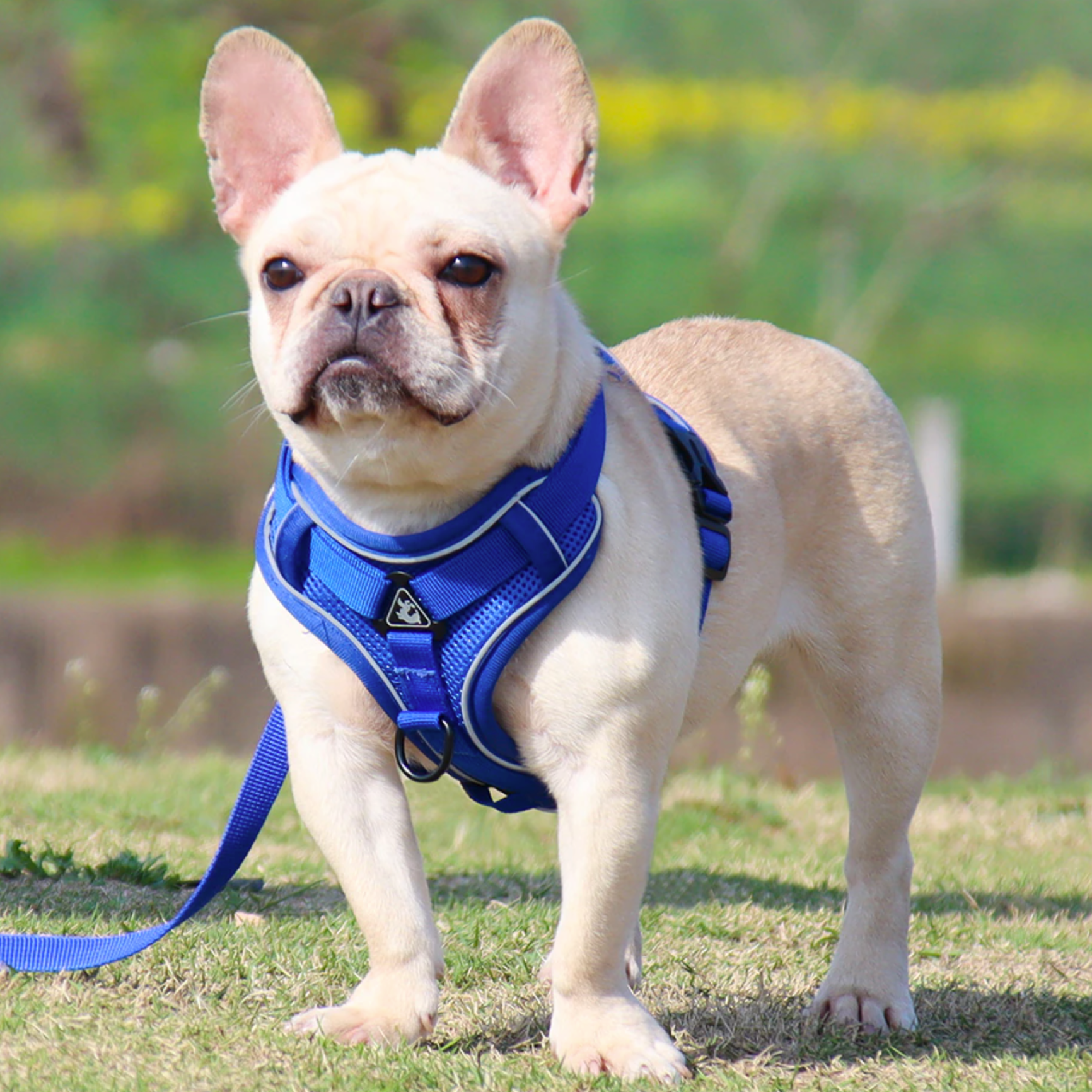 Outdoor-Adventure Reluxy™ -french Bulldog Harness Leash Set (wk01) fo...
