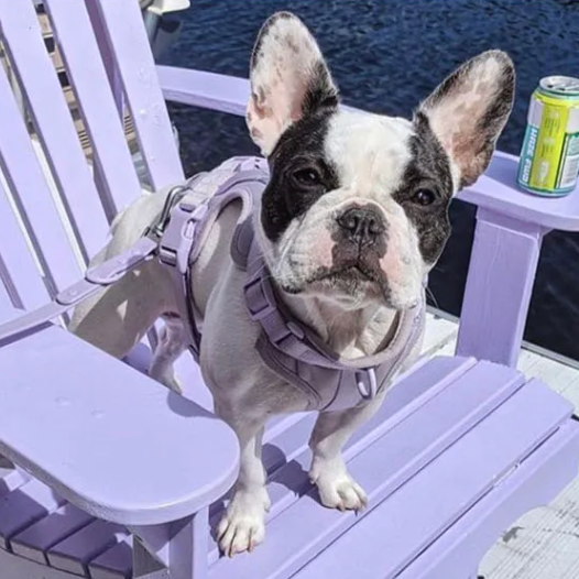 Quick Release Harness Leash Set Paw Protection | Vet-recommended