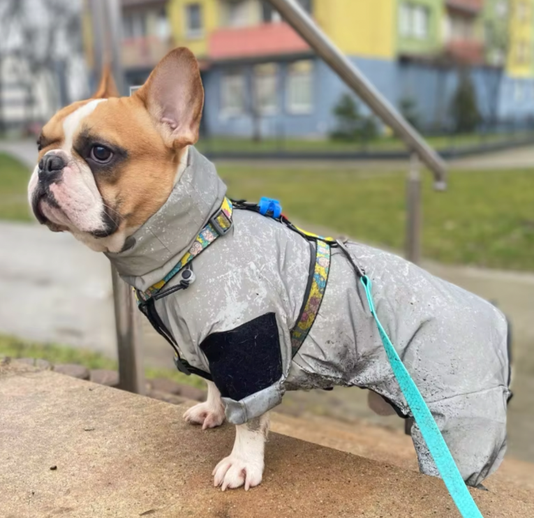 Frenchie Rain Jacket Reflective Hoodie Indoor Comfort | Unique Design