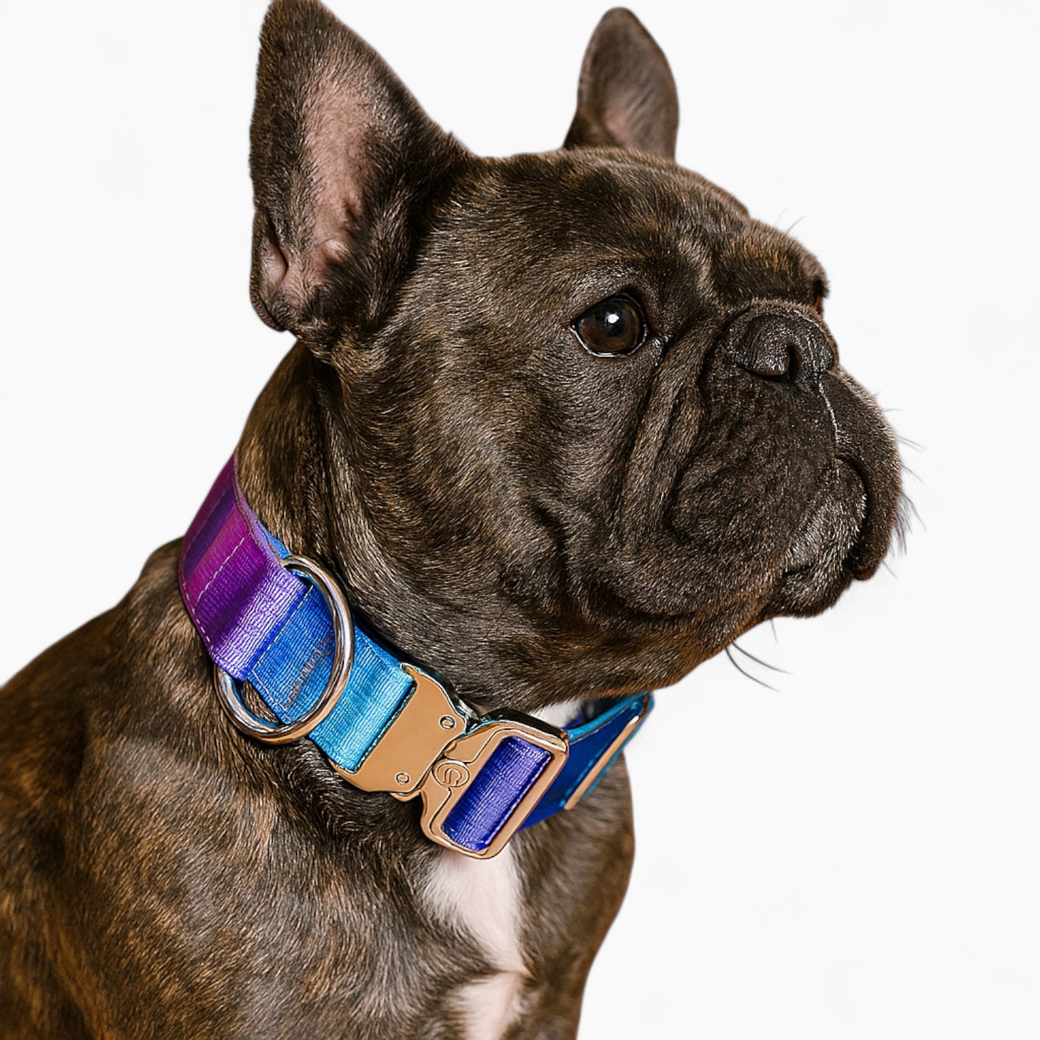 And Leash Set – Strong Double-layer Tactical Design For Frenchie Pups
