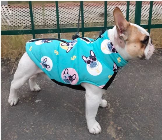 - Comfortable Premium Frenchie Jacket Outdoor Use | Non-slip Design