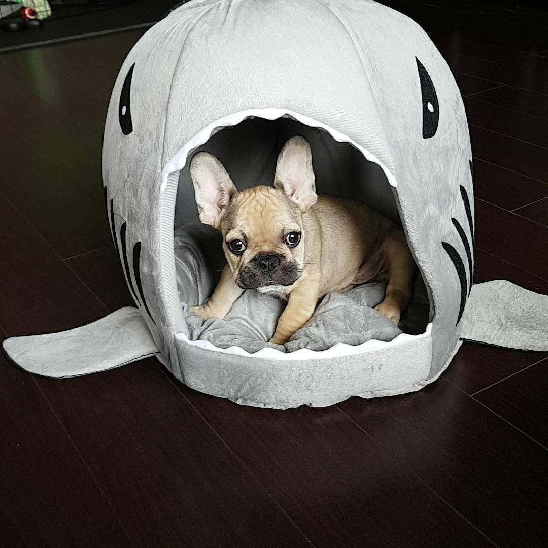 French Bulldog House For Frenchie (shark Bed) (ws14) Comfy Pet Product