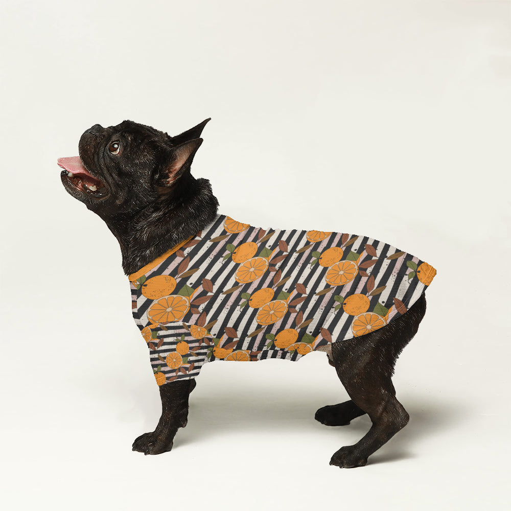 French Bulldog Marco Wool Sweater For Frenchies Warm Cold Weather Gear
