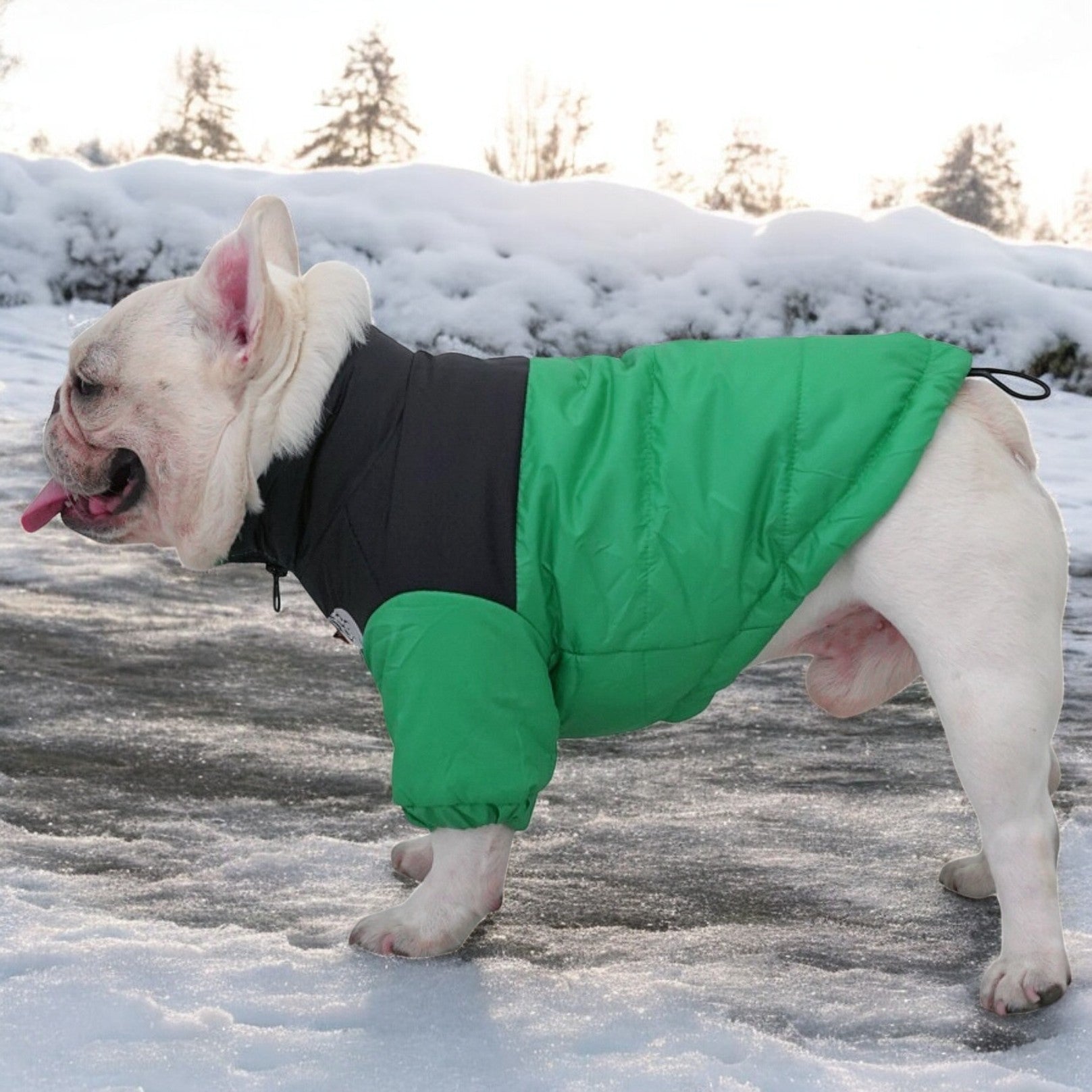 Fashion-Forward Frenchie Warm Windproof Jacket Reflective Coat for Pet