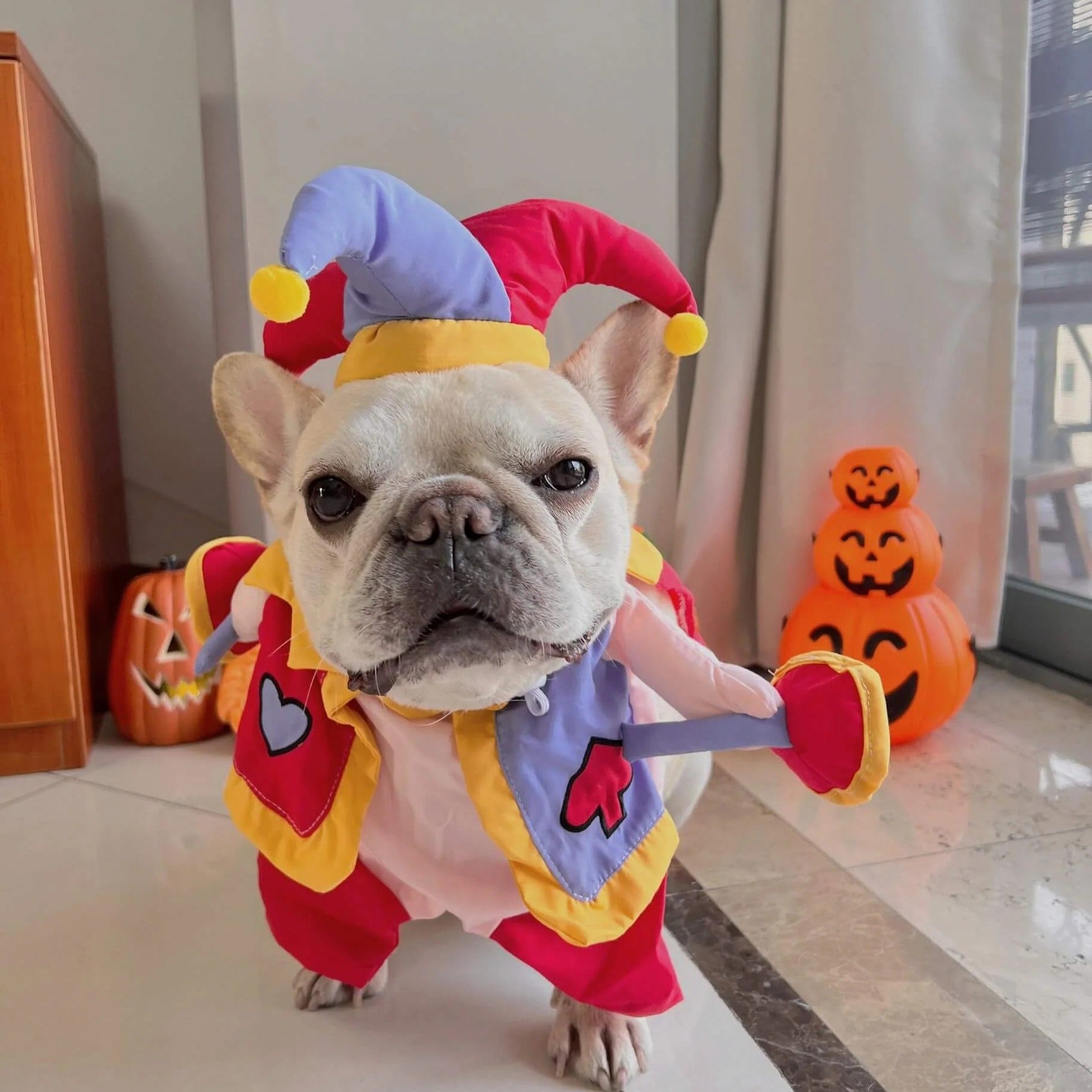 High-Quality Jestibull Frenchie Clown Costume – Funny Halloween Chris...