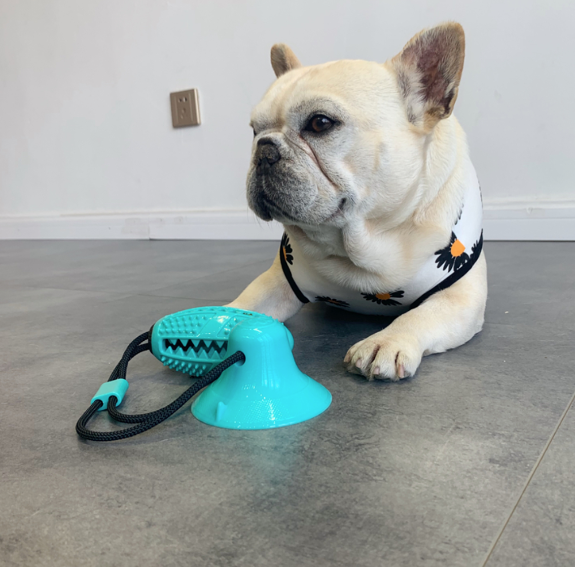 Suction Frenchie TugToy™ V2 (WS67)
