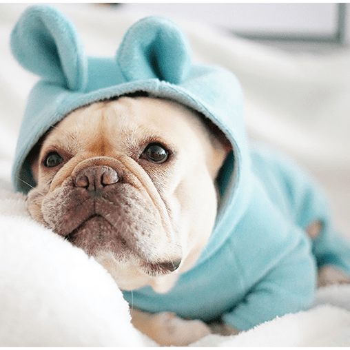 French Bulldog Not My Fault Hoodie For Frenchie (cs8) Comfy Pet Product