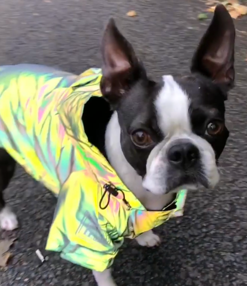 Fashion-Forward Reflective French Bulldog Jacket (ws39) as a Gift