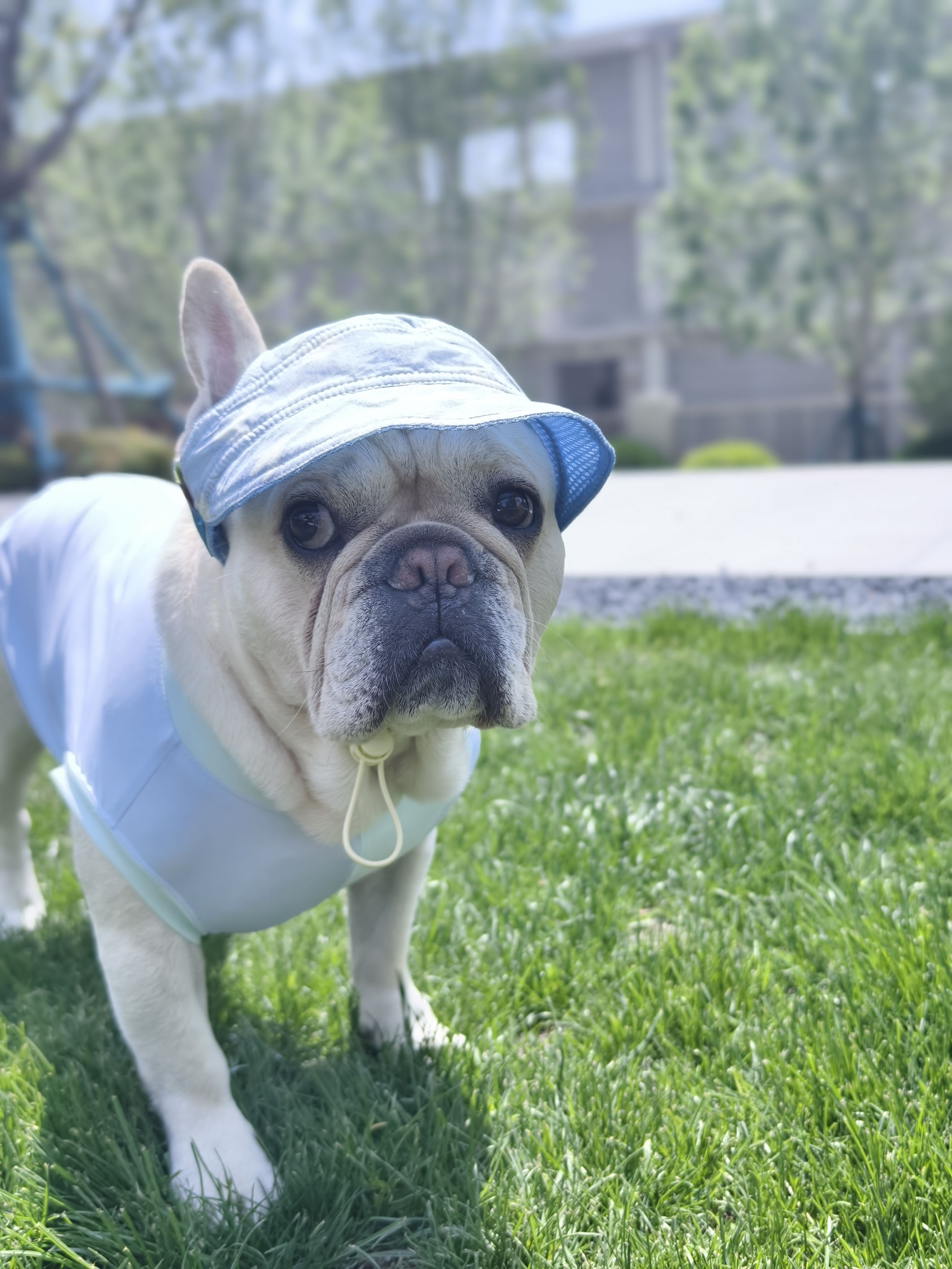 French Bulldog Hat – Adjustable Comfortable Denim Light Cap