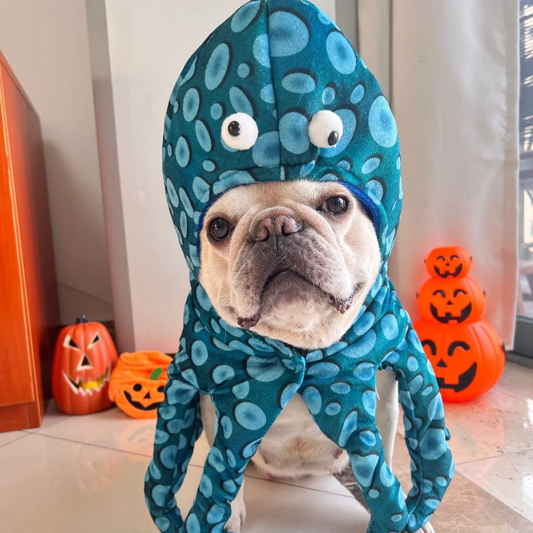 Stylish Octuff Frenchie Octopus Costume – Funny Adjustable Halloween ...