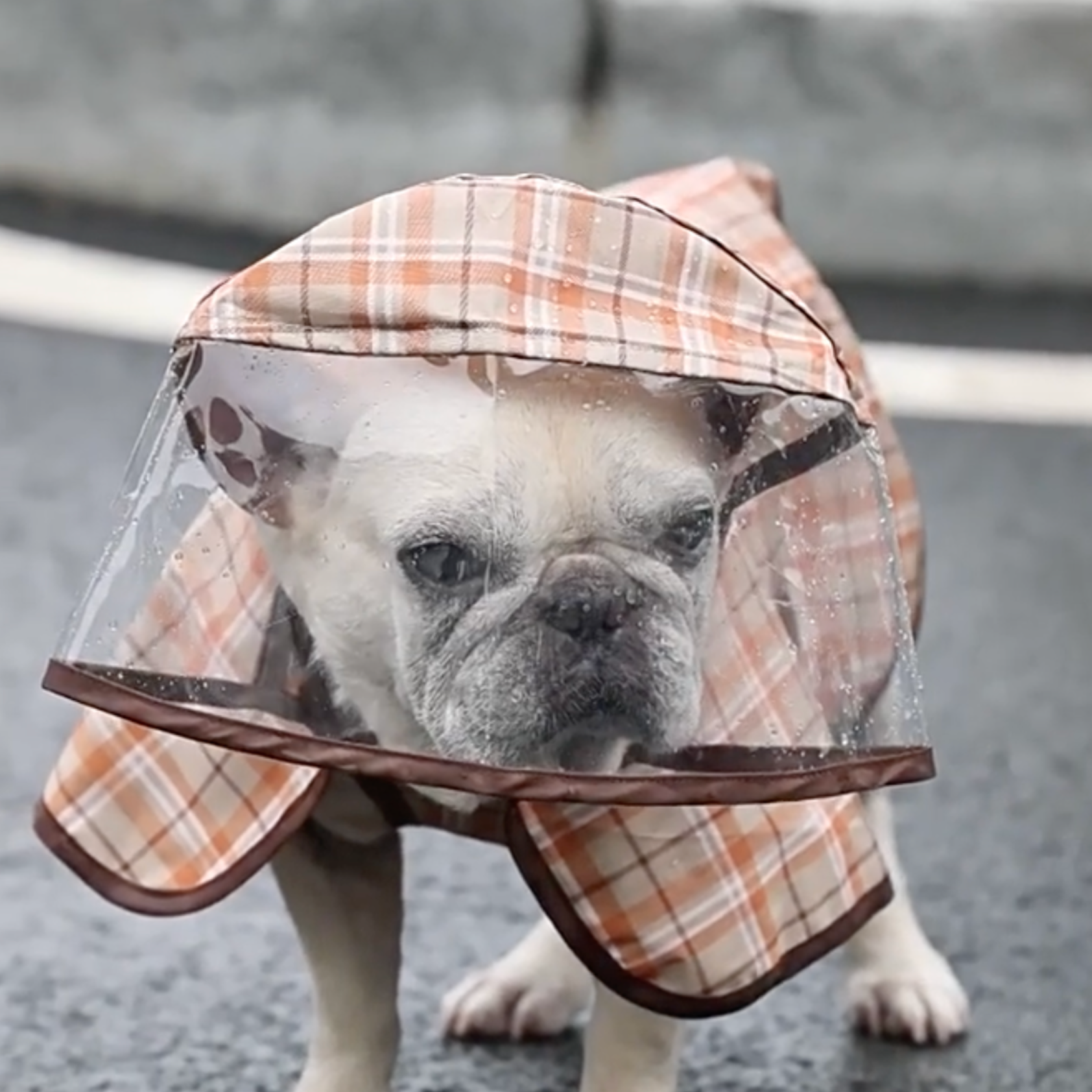 French Bulldog Pawdry Premium Frenchie Rain Jacket Comfy Pet Outfit