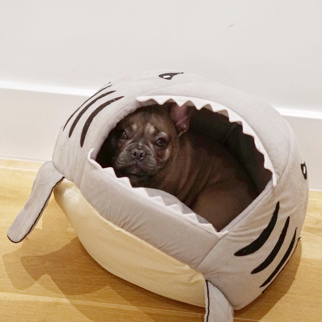 Daily-Walk House For Frenchie (shark Bed) (ws14) for Indoor Use Durable