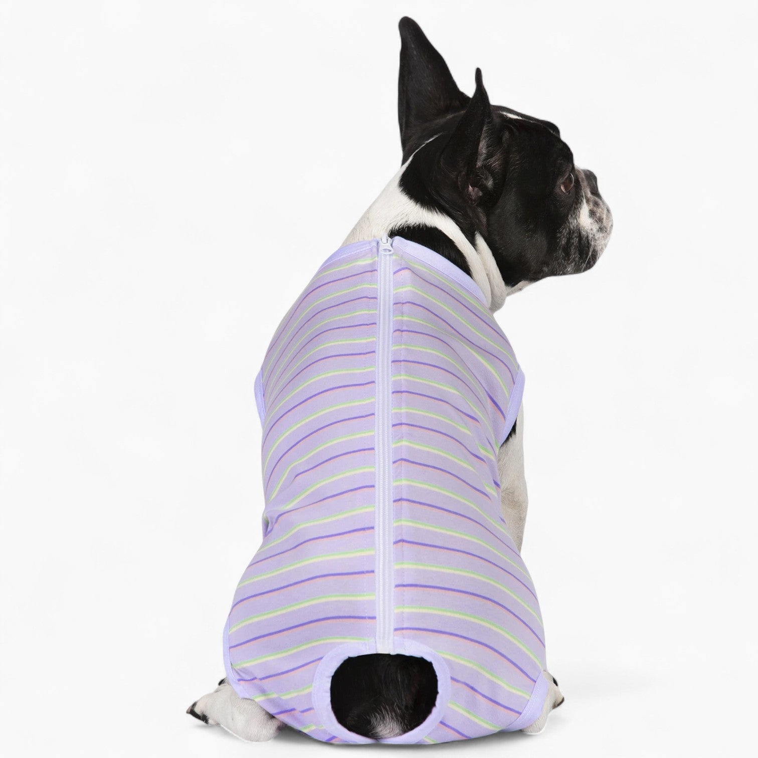 Zip-up Anti Licking Wounds Bodysuit Frenchie Themed Wear | Unique Design