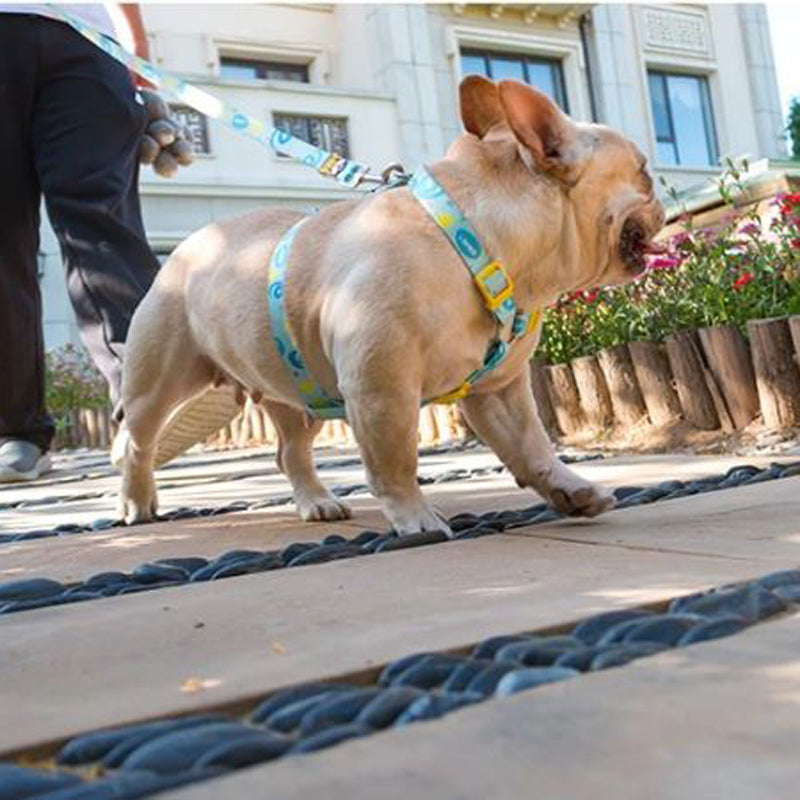 French Bulldog专属 Elite French Bulldog No Pull Fashion Harness And Lea...