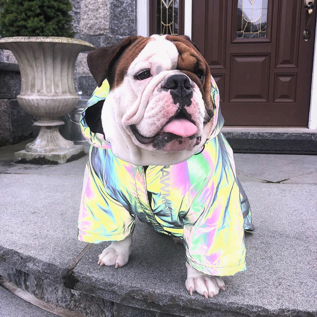 Reflective French Bulldog Jacket (WS39)