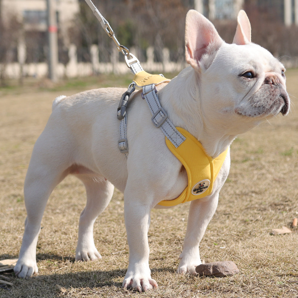 Secure-Fit Refleciere Frenchie Breathable Harness Leash Set for Short...