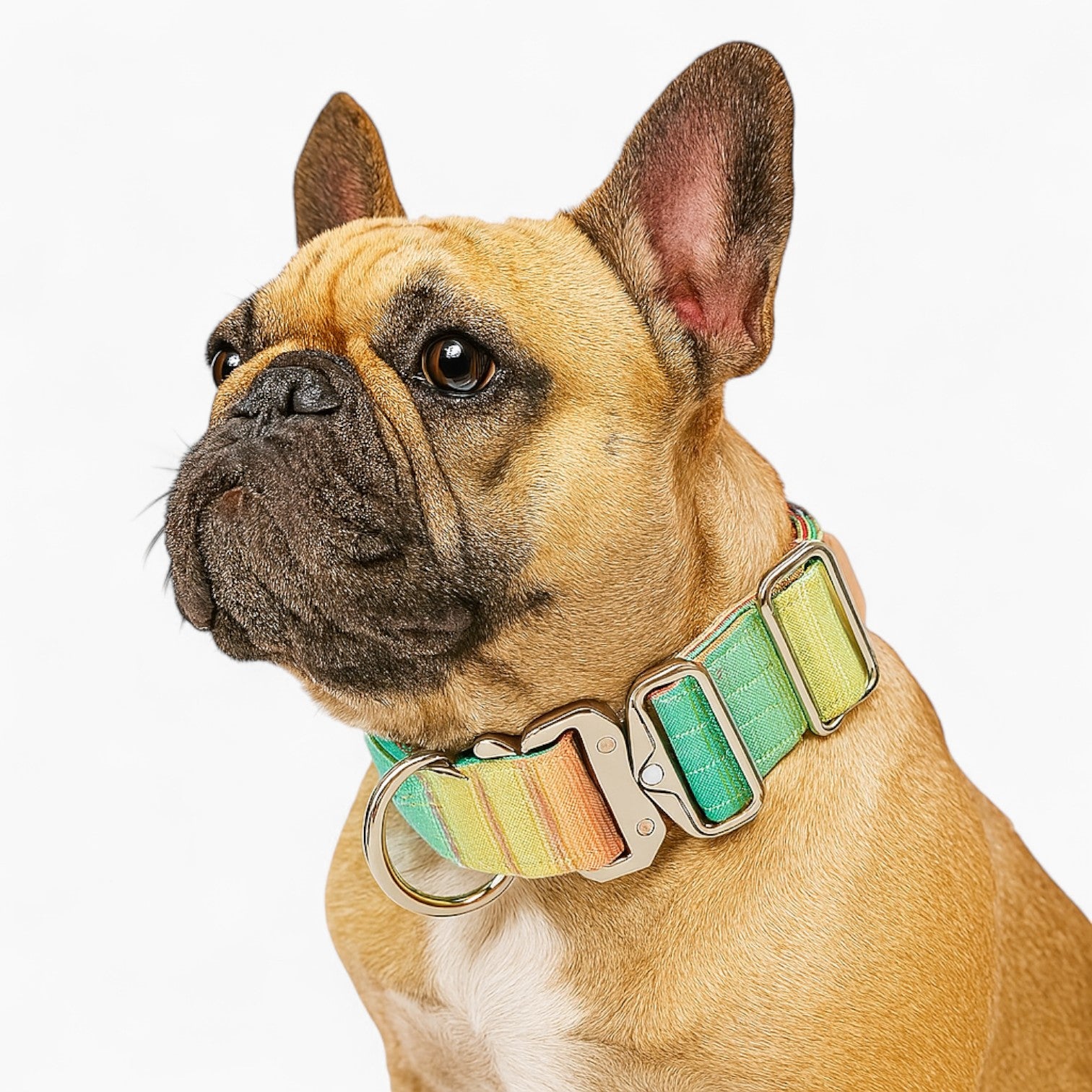 TactiPup French Bulldog Gradient Collar and Leash Set – Strong Double-Layer Tactical Design