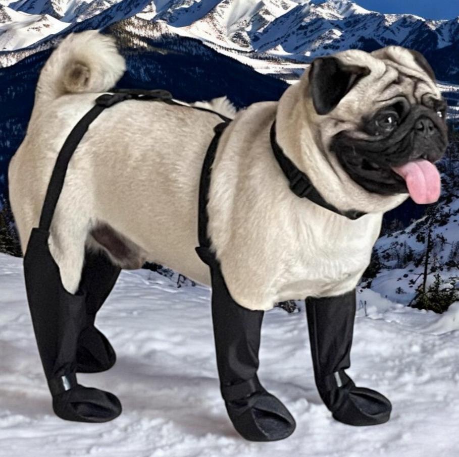 French Bulldog Pawguard French Bulldog Footwear Soft And Stylish Paws