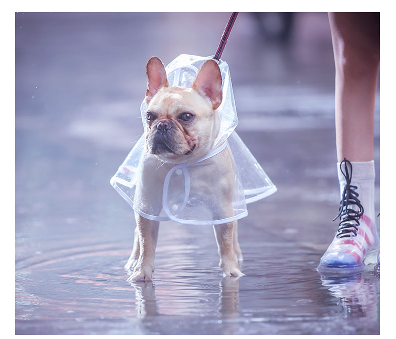 Minimal-Aesthetic Durable French Bulldog Raincoat (cs3) as a Gift