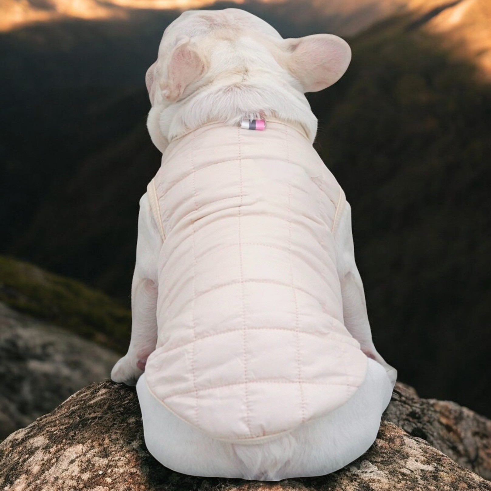 The Dog Face - Premium Frenchie Vest Jacket Summer Wear | Durable Build