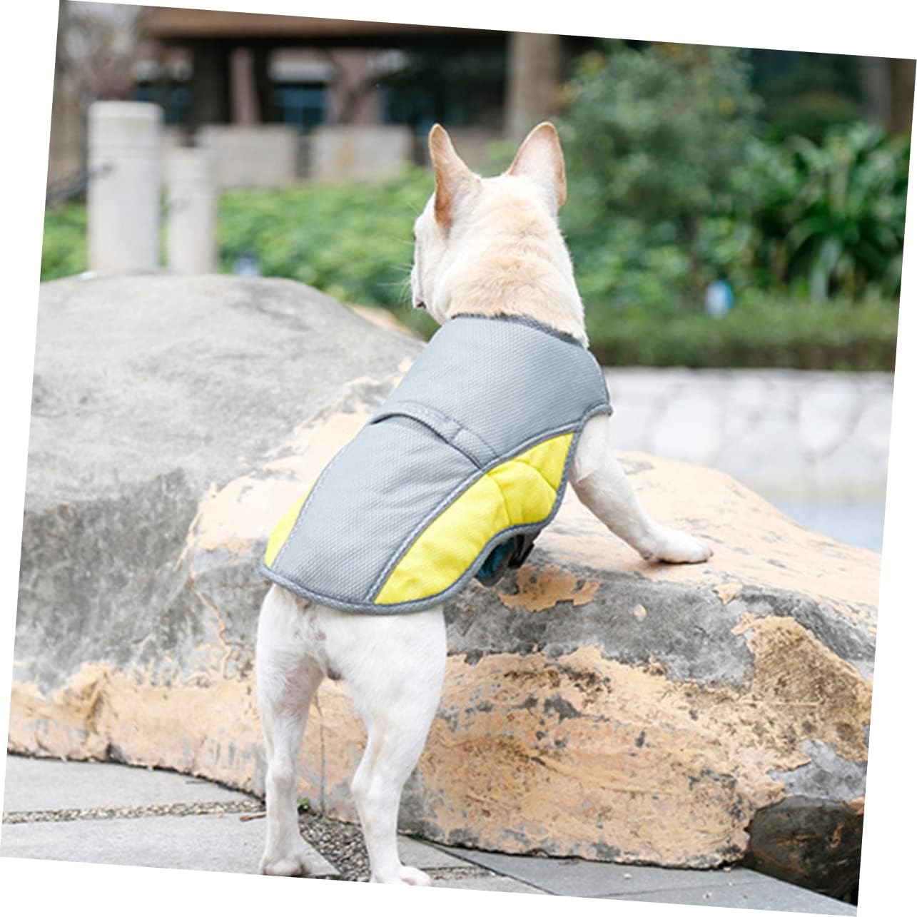 French Bulldog Coolify™ : Cooling Vest For Frenchie (cs13) Durable Dog Item