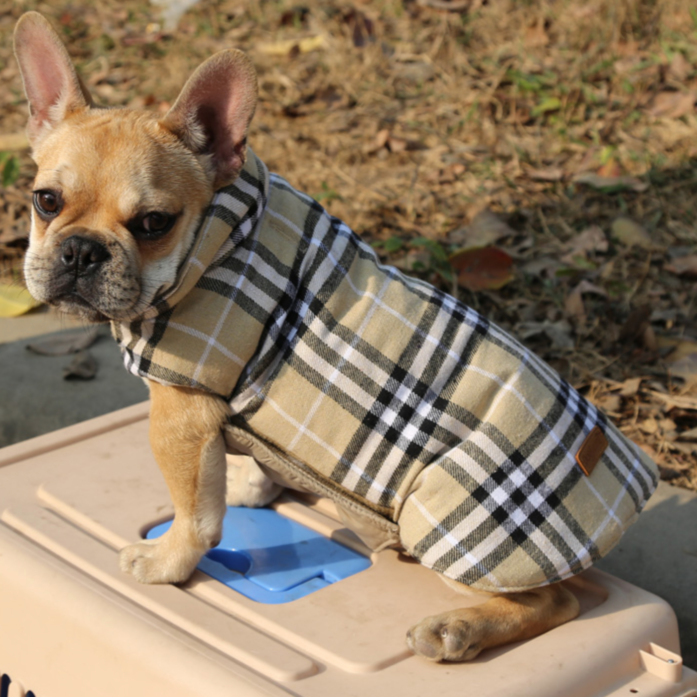 French bulldog Jacket (WS18)