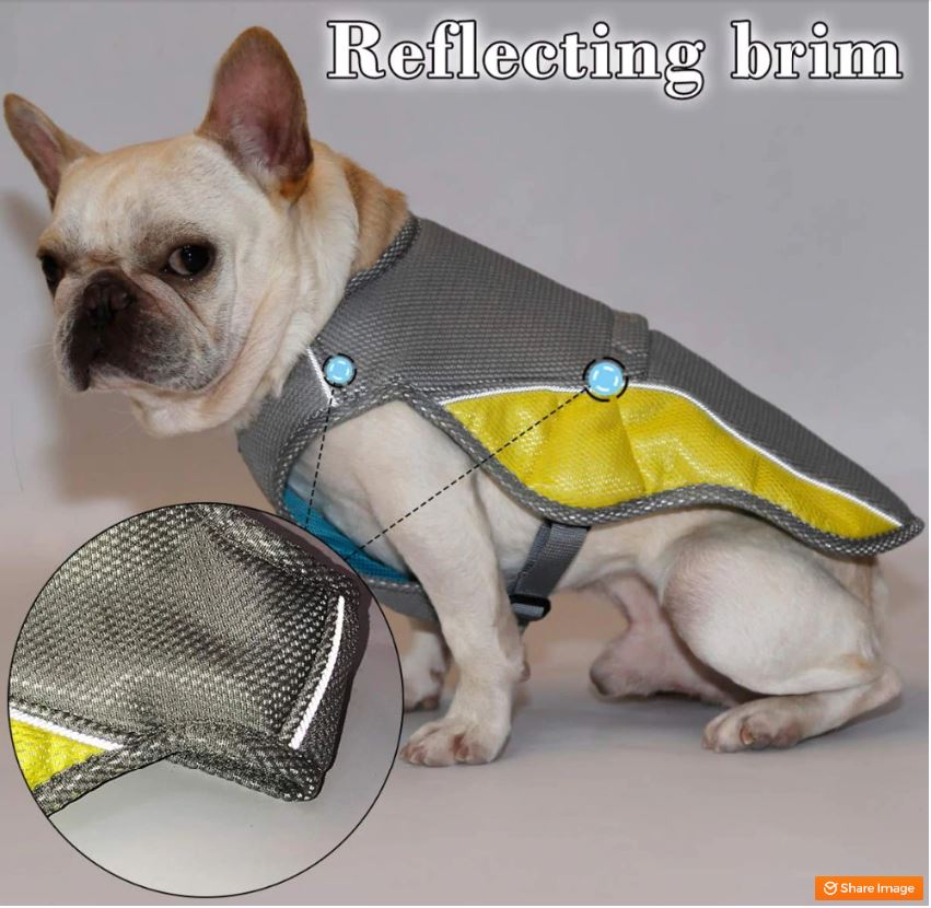 Coolify™ - Safe : Cooling Vest For Frenchie (cs13) Indoor Use