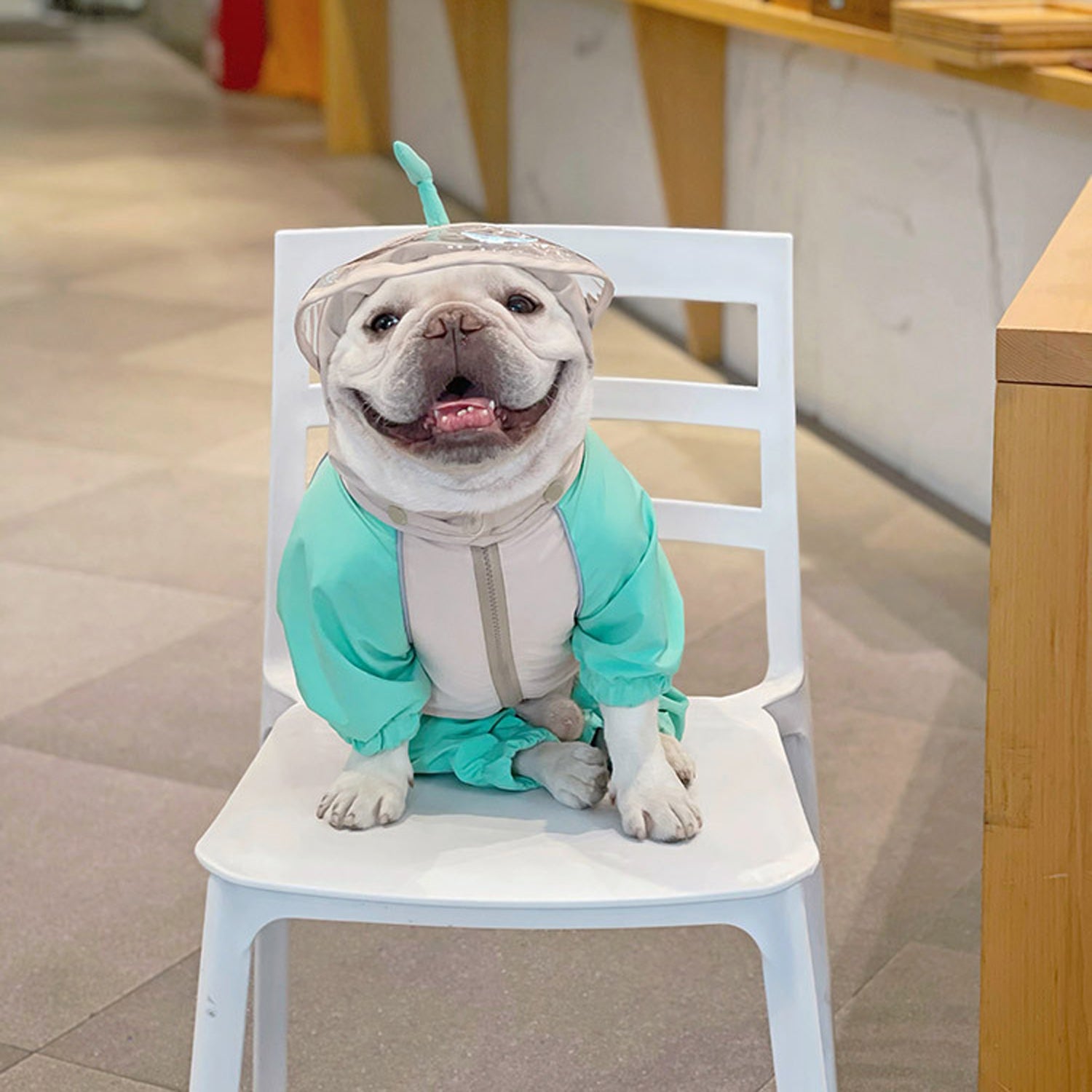 French Bulldog Froglet Frenchie Raincoat – Cute Waterproof Dog Jacket