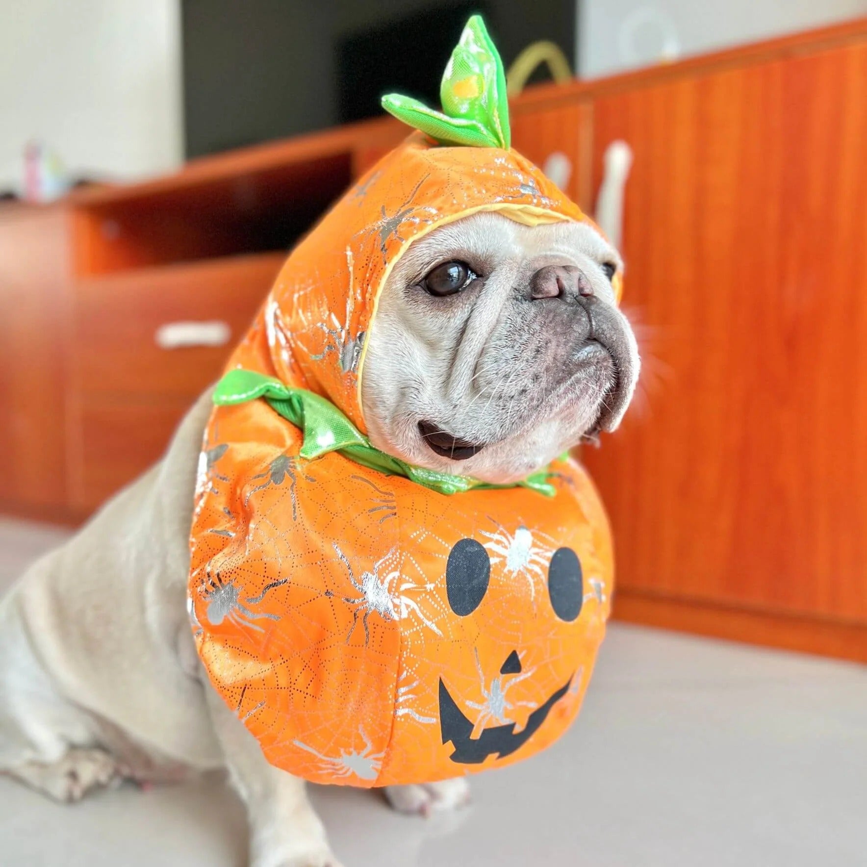 Trendy Howlkin Frenchie Pumpkin Costume With Hat – Halloween Adjustab...