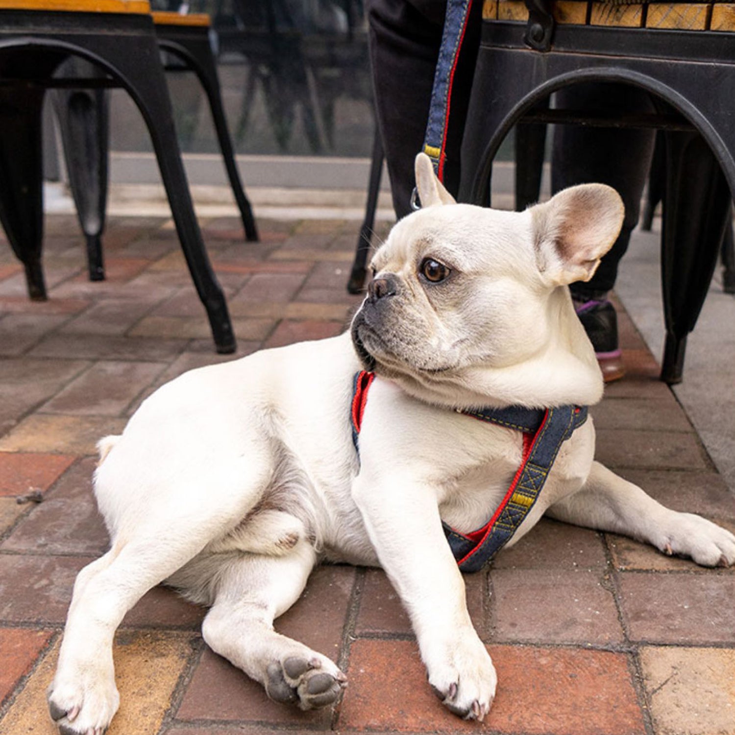 Denim Harness Leash Set – Anti-break Adjustable Chest Vest Summer Wear