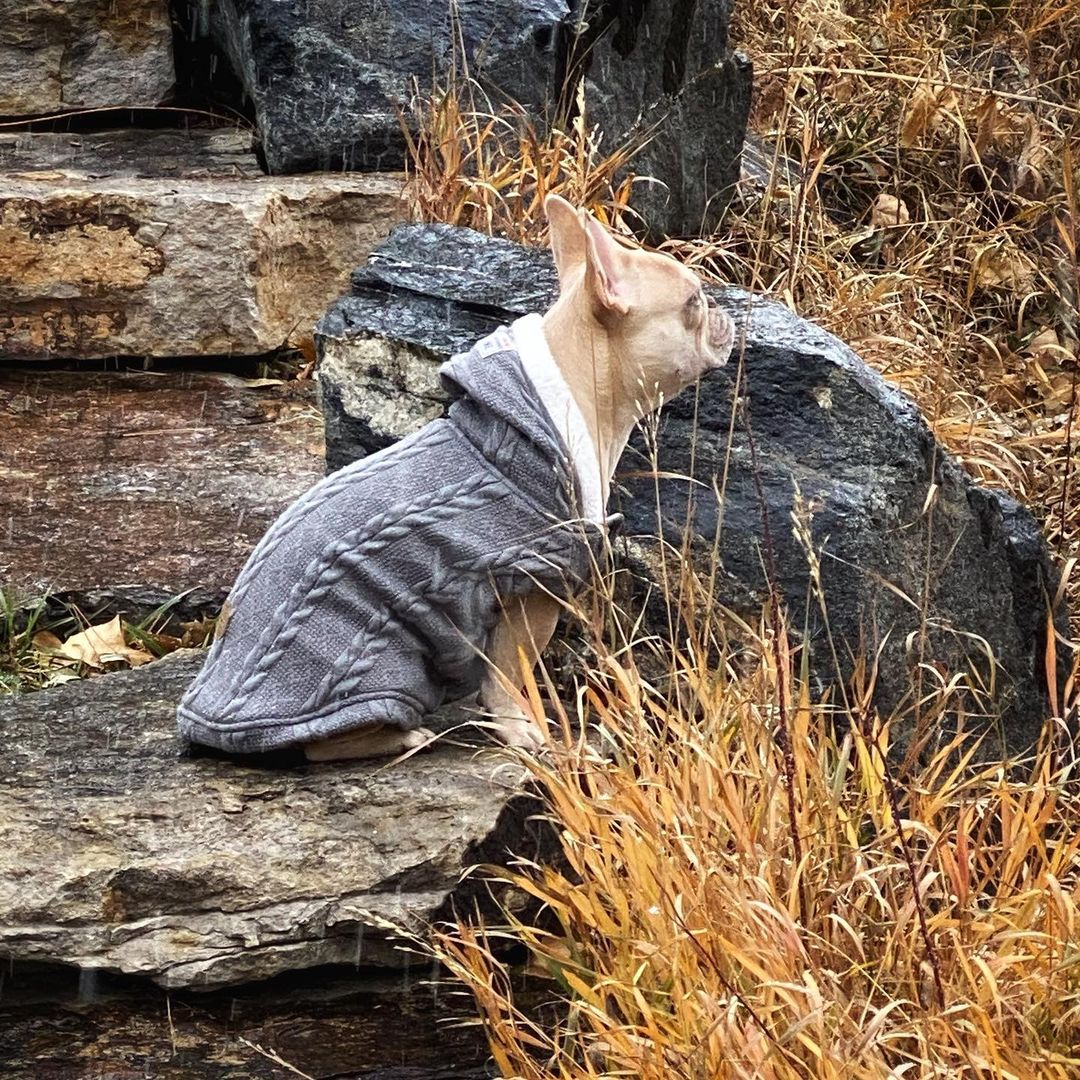 Warm Sweater for French Bulldog (CS10)