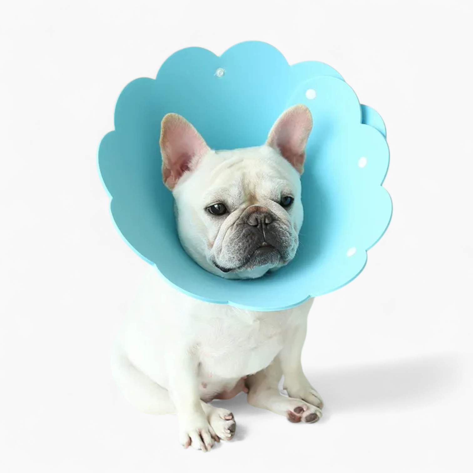 Vet-Approved Blossy Frenchie Sunflower Collar – Soft Anti-lick Anti-b...