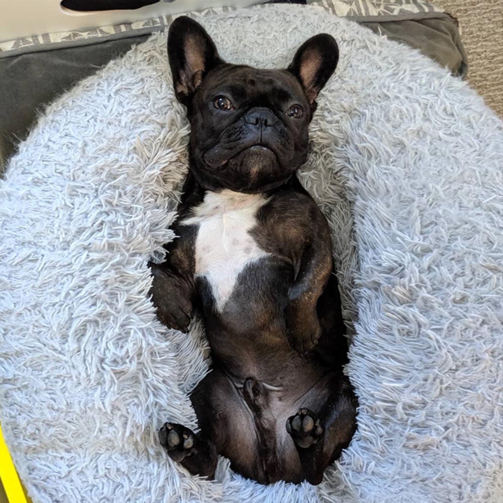 Donutly™: Anti-Anxiety French Bulldog Bed