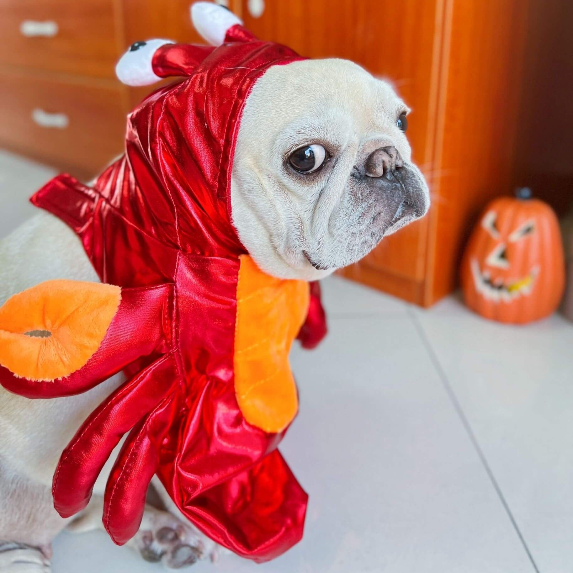 CrustaPup Frenchie Red Crab Costume – Warm Cotton Funny Pet Halloween Outfit