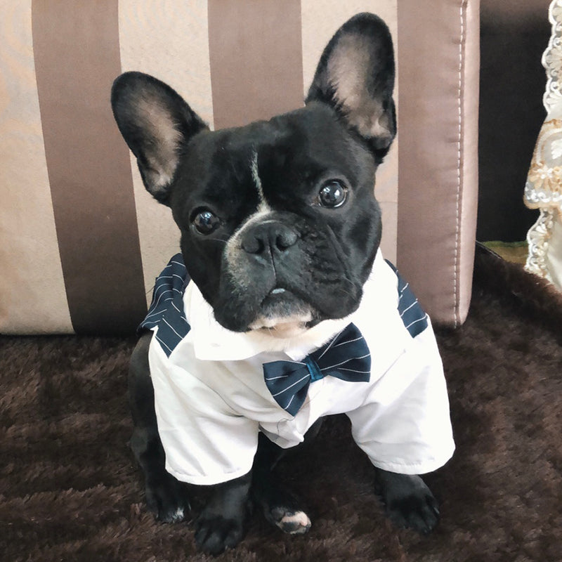 – Formal Dog Wedding Outfit With Bow Tie For Frenchie Pups | Comfort Fit