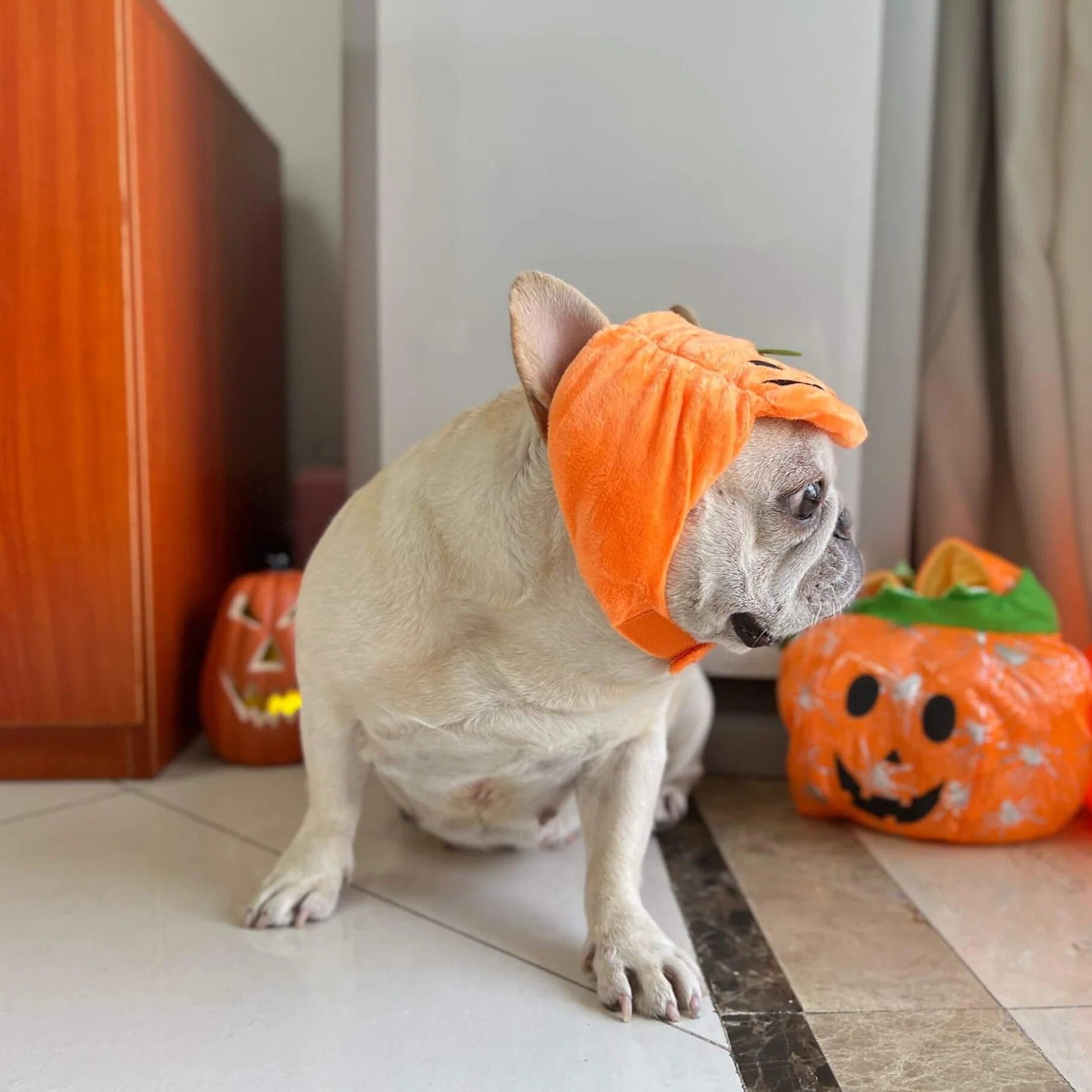 Culture-Inspired Jackapup Frenchie Pumpkin Costume Hat – Cute Hallowe...