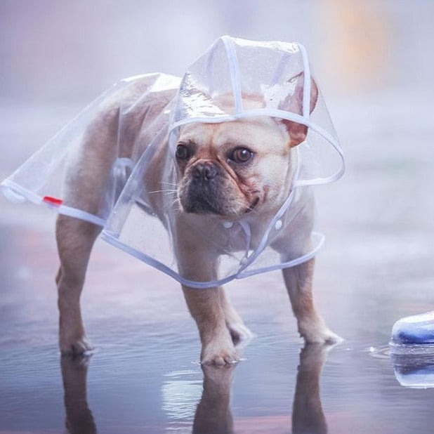 French Bulldog Raincoat (CS3)