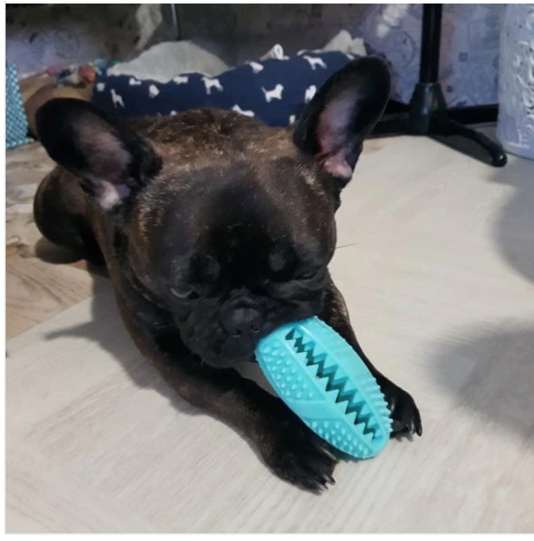 French Bulldog专属 Suction Frenchie Tugtoy™ V2 (ws67) for Short-Nosed