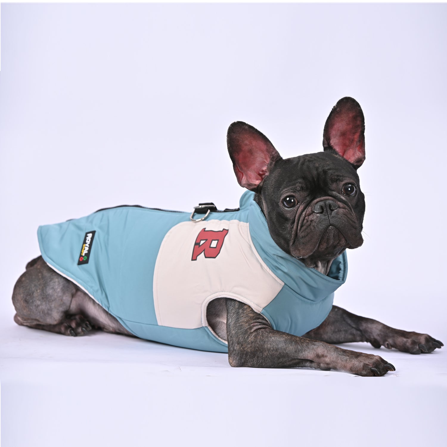 Frenchie Winter Jacket With Harness Set V2 Indoor Use | Vet-recommended