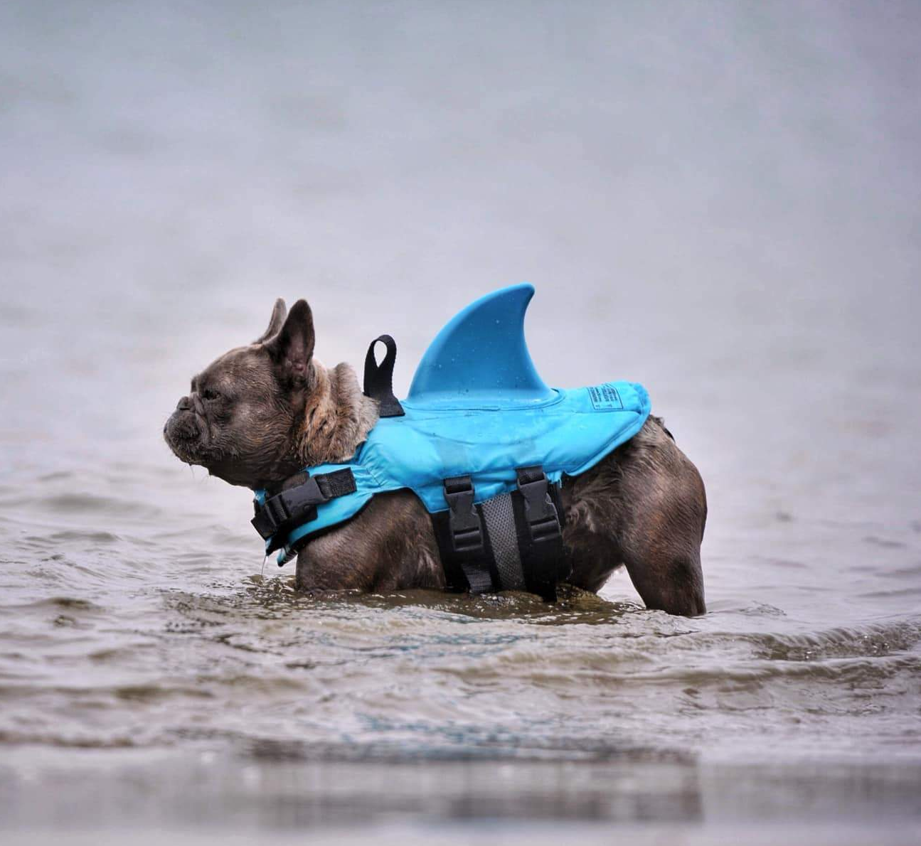 French Bulldog Shark Life Vest V2 (cs02) Essential Dog Supply