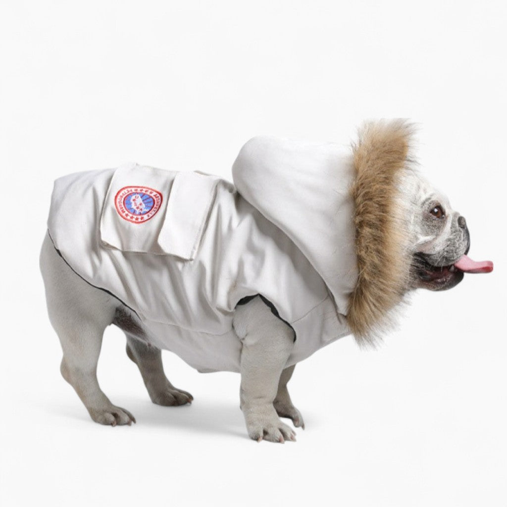 French Bulldog Trendy Winter Clothes For French Bulldog (ws390) Warm Dog Outfit