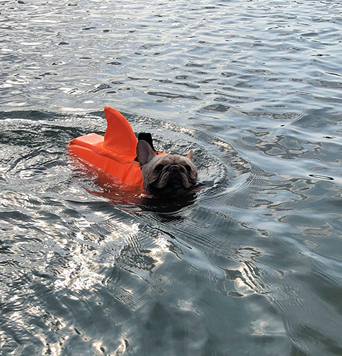 Shark Life Vest V2 (CS02)