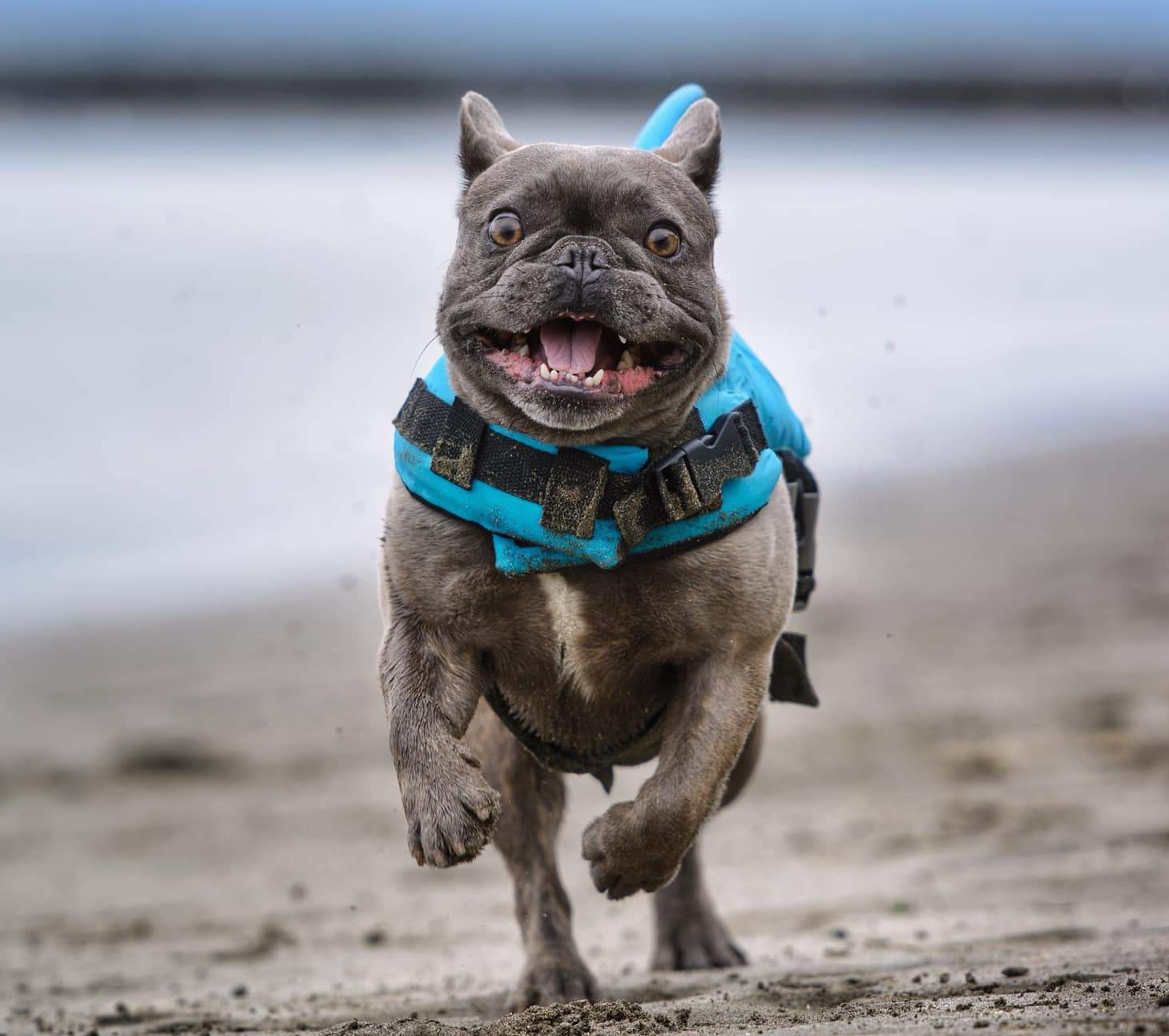 French Bulldog Shark Life Vest V2 (cs02) Essential Dog Supply