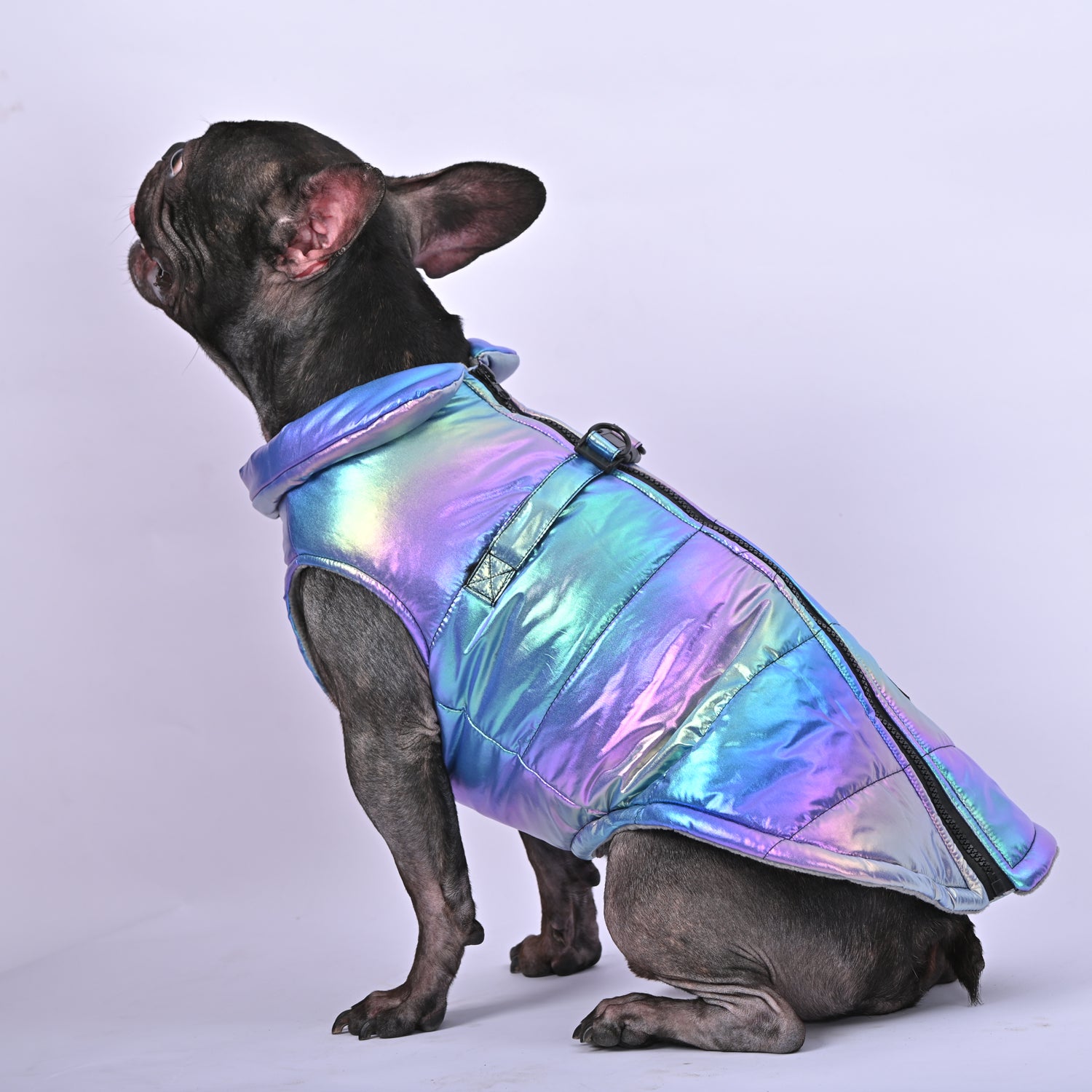 Snow Shield Frenchie Reflective Winter Warm Jacket V1