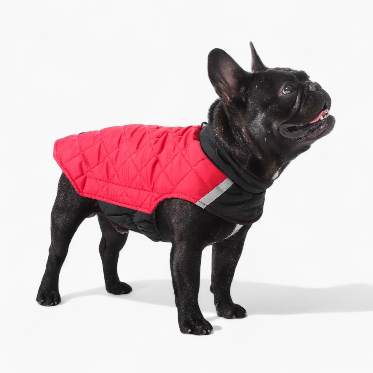 Bulldog Winter Jacket — Reversible Reflective Dog Jacket Summer Wear